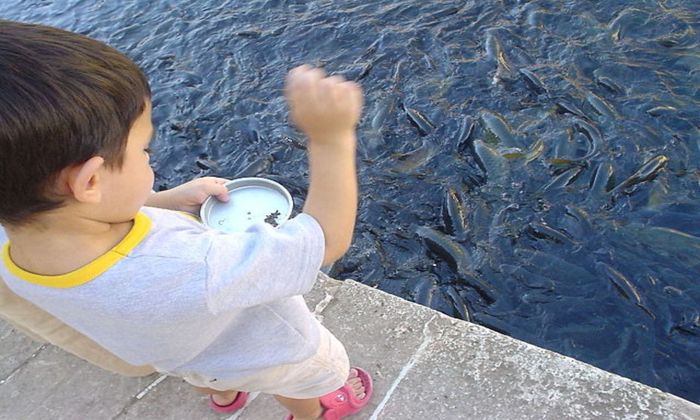 child feeding the fish