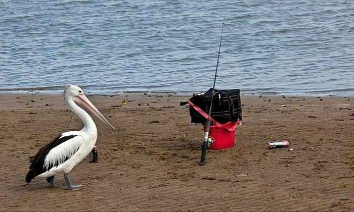 fishing rod, tackle box, pelican, brown sand