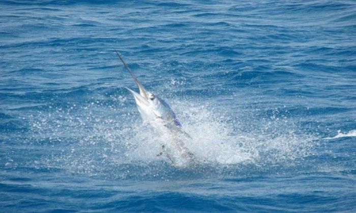 hooked sailfish