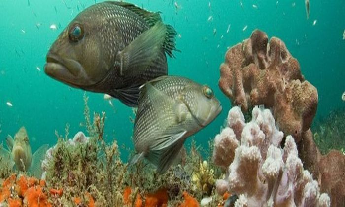 Black Sea Bass at Georgia's sanctuary