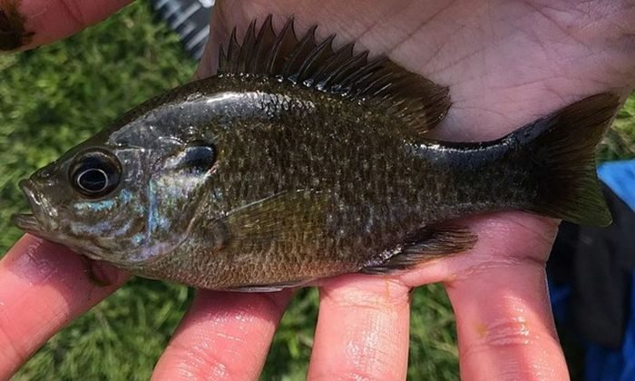 small green sunfish on palm