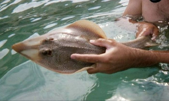 person holding a guitarfish 