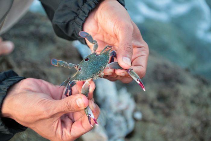 holding-small-crab-rocky-beach-lombok.jpg