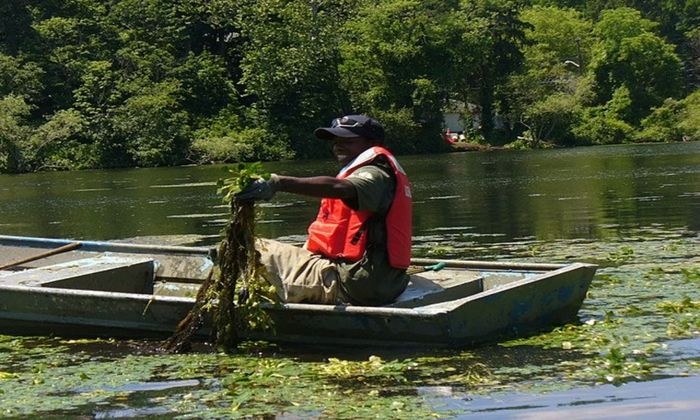 pulling algae from the lake