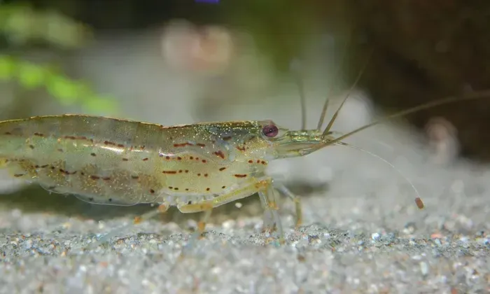 How to Rig Live Shrimp on a Jighead