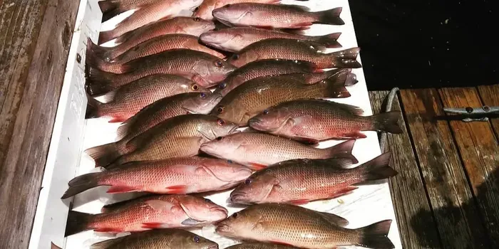 Mangrove Snapper in Crab Island, Florida