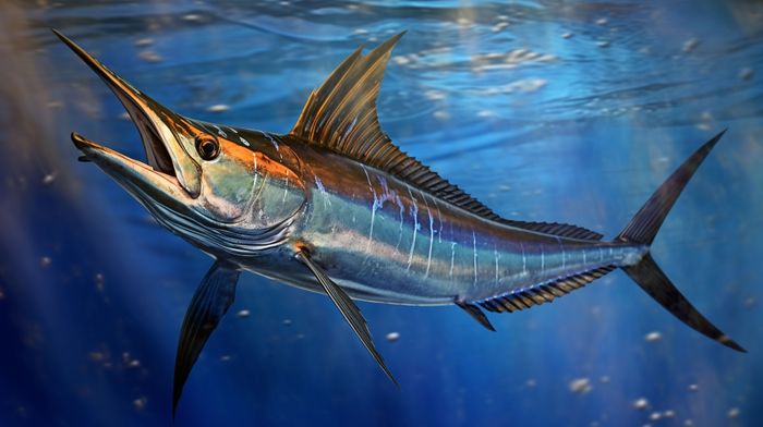 marlin-hd-8k-wallpaper-stock-photographic-image.jpg