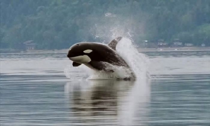 breaching orca