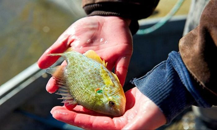 The Best Baits for Fishing Redear Sunfish