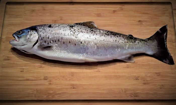 Sea trout on wooden board