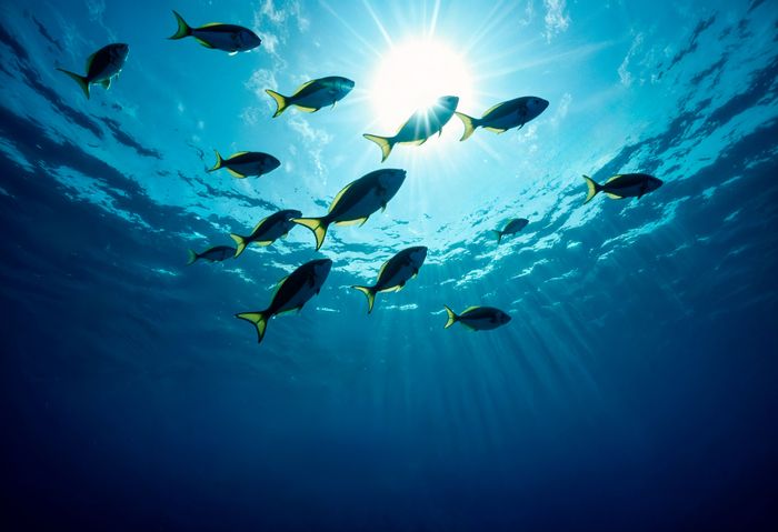 school-fish-swimming-ocean-towards-sun.jpg