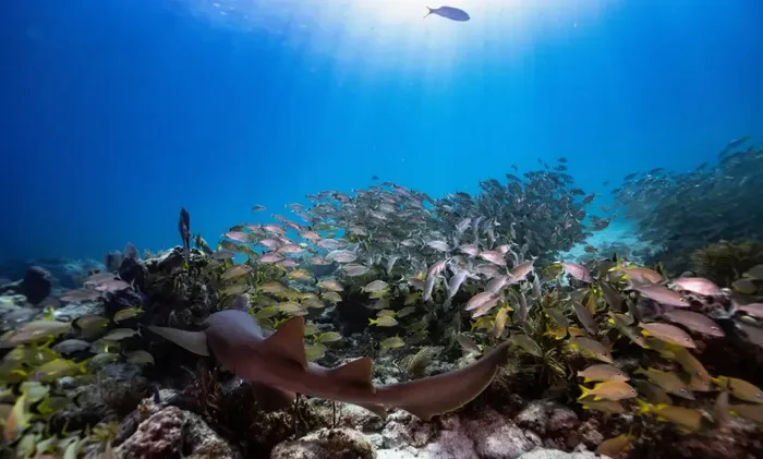Marine Life You Can See While Diving in Florida 
