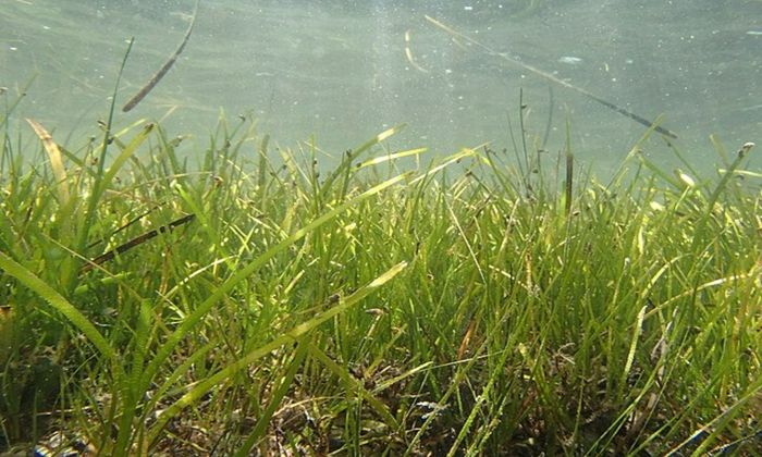 sea grass under water