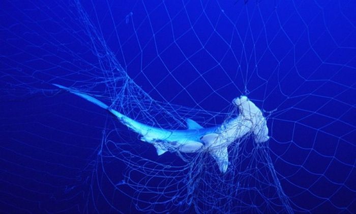 hammerhead, net, caught, shark