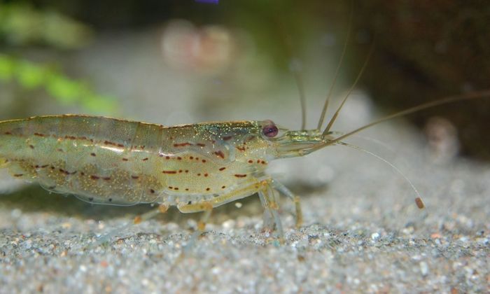 close up photo of a live shrimp