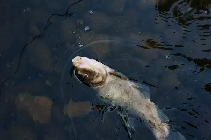 Fish not Biting as Hard in the Cold