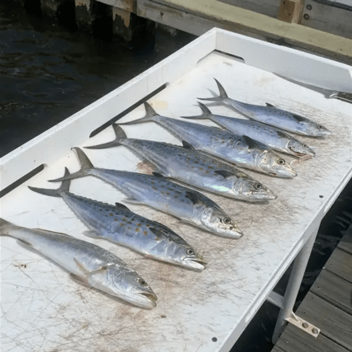 Spanish mackerel fishing in Crab Island, Florida