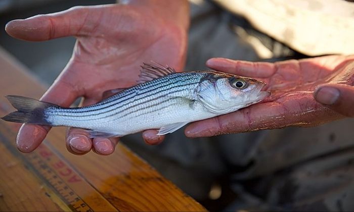 hands holding a striped bass