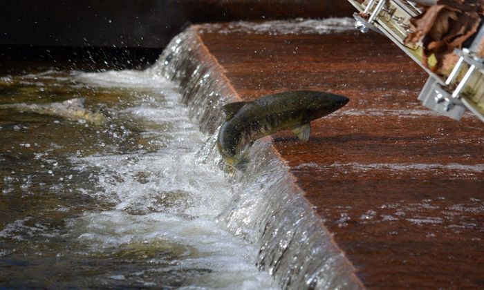 salmon, jumping