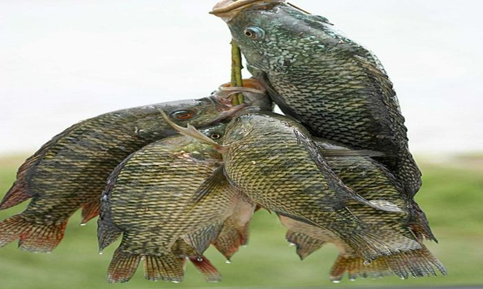 Pro Tips for Catching Tilapia