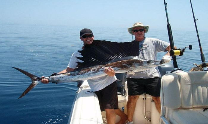 freshly caught sailfish