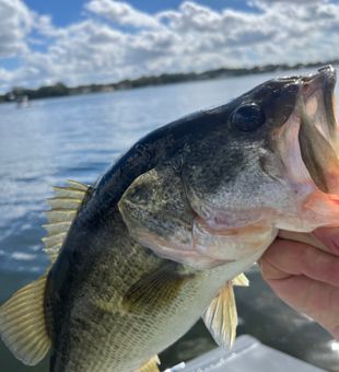 Nice bass from Land O' Lakes waters!