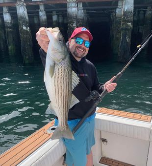 Striped Bass Reeled!