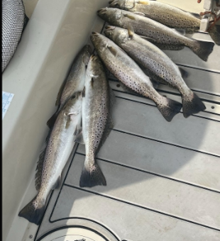 Limit out with Florida fishing charters