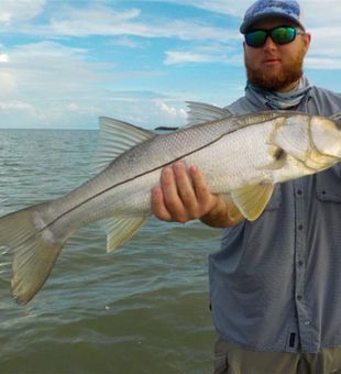 Take a look at this Snook! Only in Florida!