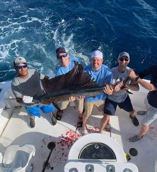 Sailfish in Fort Lauderdale, Florida