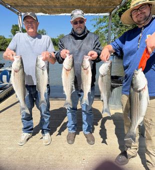 Striped Bass Hooked & Landed