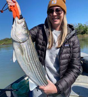 Striped Bass catch in Sacramento River Fishing