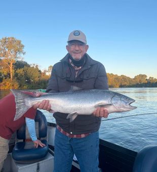 Beautiful Anderson CA coho salmon making memories!