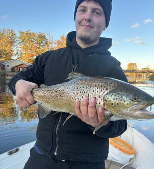 Big Brown Trout Caught on White Jig in Frog Water of Sandy Creek