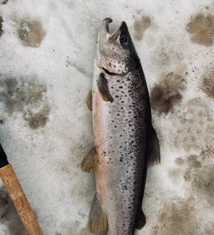 Beautiful Atlantic salmon from Rochester NY waters!