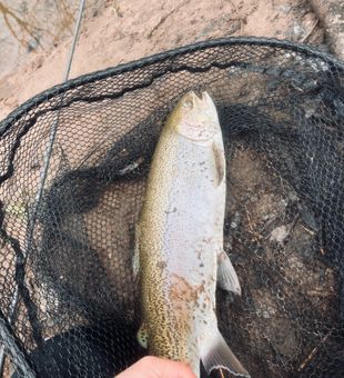 Nice rainbow trout landed in Rochester NY!