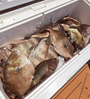 Grey triggerfish haul from Wanchese waters!