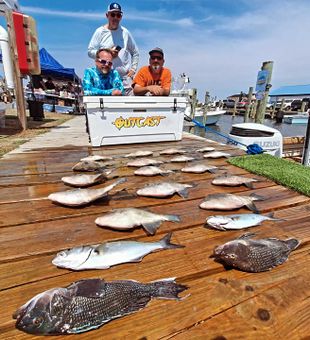 Mixed bag of black sea bass and bluefish from Wanchese!