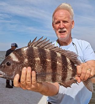 Beautiful Wanchese NC sheepshead from today's charter!