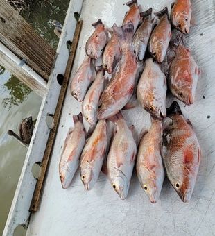 Fishing success in Placida