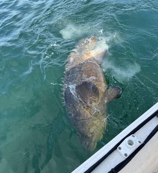 Fresh Grouper from Placida trip