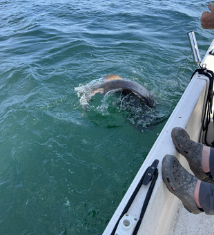Rain or shine, the deep sea action never stops in Placida!