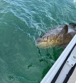 Placida bay fishing highlights
