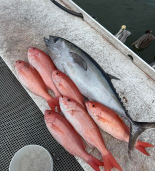 Florida Offshore Snapper Day
