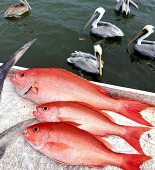 Fresh red snapper action