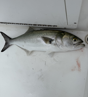 Landed a beauty today!