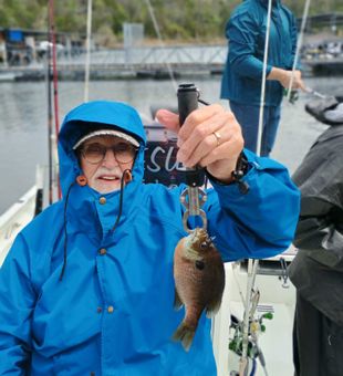 Nice bluegill catch in Branson MO!