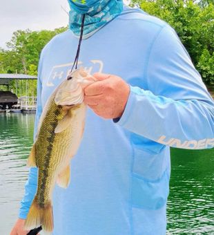 Nice spotted bass from Branson Missouri waters!