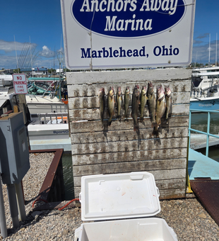 Fresh catch displayed at Lake Erie marina.