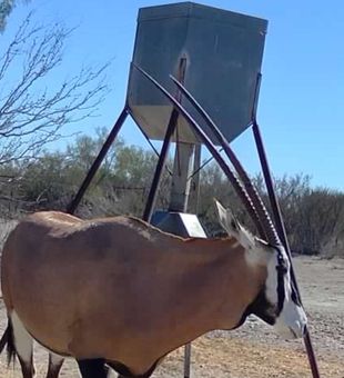 We do have specials running on several different exotic animals to choose from including axis, scimitar, Japanese sika, and scimbok.